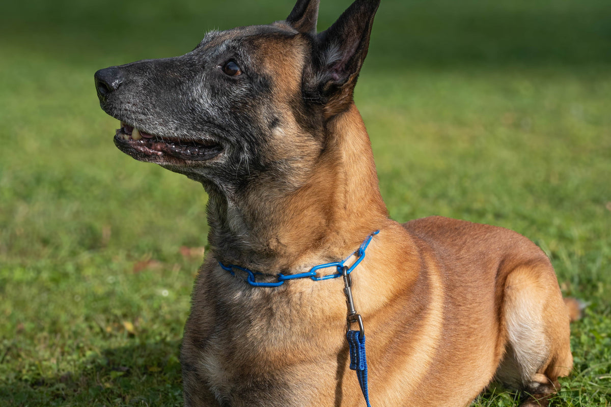 Hundezubehör