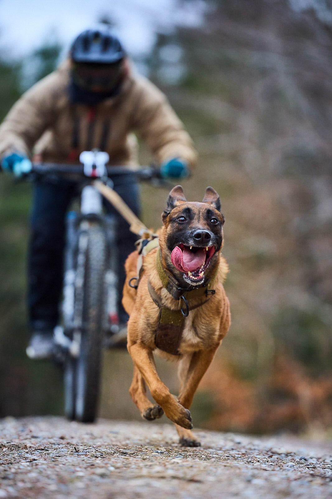 Non-Stop Zuggeschirr Freemotion Working Dog