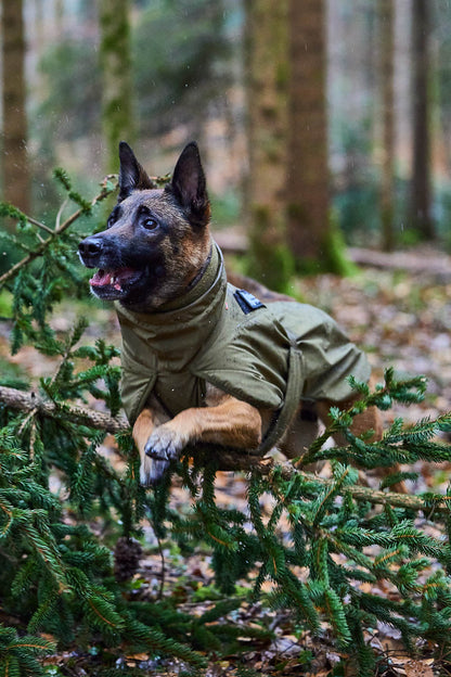 Non-Stop Wintermantel Glacier Working Dog